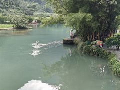 -靖西鹅泉风景区
