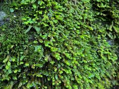 -西岭雪山大飞水景区