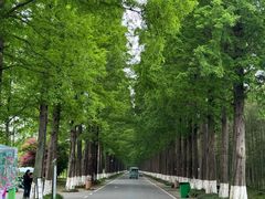 -黄海国家森林公园