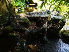 -绿光森林餐厅