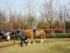 -上海长兴岛郊野公园