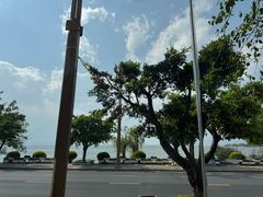 -野菌皇海景野生菌火锅(滨海大道店)