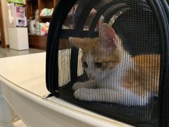 -宠爱国际动物医院· 猫科· 外科·中兽医(长白店)