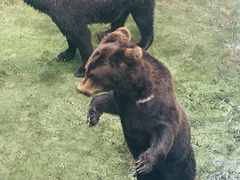 -深圳野生动物园