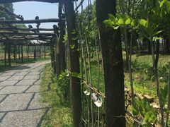 -田园东方蜜桃村的田野营地