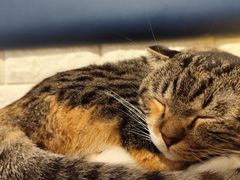 -平行世界·猫咖(首经贸店)