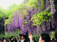 -嘉定紫藤园
