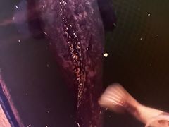 -蓝湾碧波·老字号·疍家非遗海上餐厅
