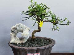 -沧浪亭