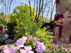 -上海共青森林公园