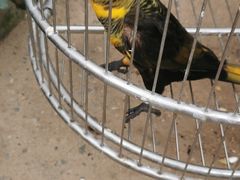 -南宫五洲植物乐园