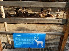 -北京鹿世界主题园