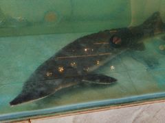 -红井路游艺炖锅·音乐餐吧(十渡店)