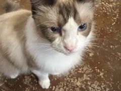 -猫猫幼稚园·撸猫·桌游·电玩