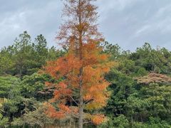 -广州白江湖森林公园