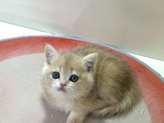 -青奢宠物·青奢猫舍