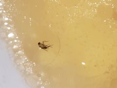 -四季合味椰子鸡(南山大冲店)