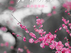 -杭州植物园