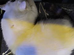 -平行世界·猫咖(首经贸店)