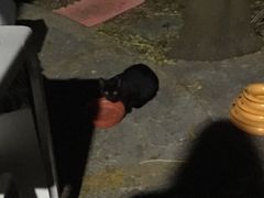 -大埔公路-马料水段香港中文大学(公交站)