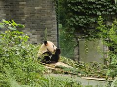 -都江堰中华大熊猫苑
