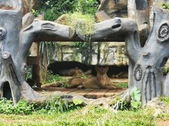 -海南热带野生动植物园