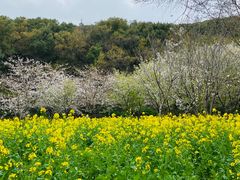 -苏州上方山国家森林公园