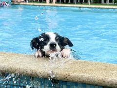 -汪说喵讲宠物乐园宠物酒店(红星美凯龙店)