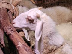 -正佳雨林生态植物园