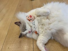 -Let's go狗咖·猫咖·奶狗·桌游(春熙路IFS店)