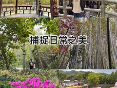 -东莞市大岭山森林公园