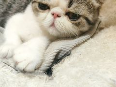 -滚猫咖啡·猫咖·猫友好撸猫(未来城店)