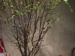 -森SPA·泰式按摩·精油Massage(宝安中心店)