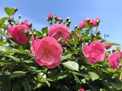 -上海滨江森林公园