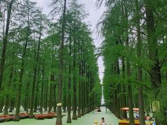 -渌洋湖湿地公园