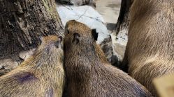 -Zoolung Zoolung动物主题公园(海信广场店)