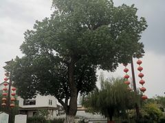 -丝绸小镇荻港古村