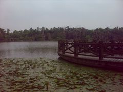 -上海鲜花港