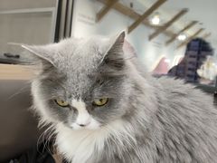 -喵园·猫主题咖啡厅·撸猫·猫咖(国贸店)