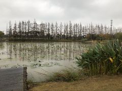 -上海长兴岛郊野公园