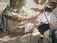 -喵屿·大理花园猫咖