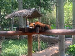 -北京野生动物园