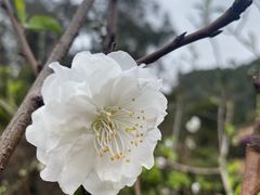 -南国桃园旅游度假区