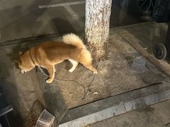 -龚海宝· 烧烤· 羊肉原切挂糊更好吃(庄市店)