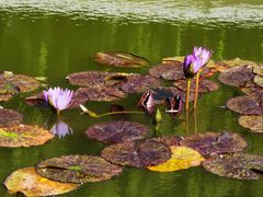 -国家植物园南园