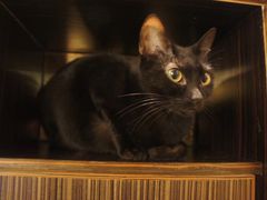 -more than meow吴止猫主题餐厅(承德 中船汇店)