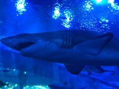 -成都浩海立方海洋公园