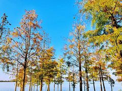 -瑶湖郊野森林公园