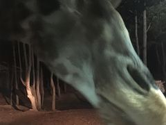 -清迈夜间动物园
