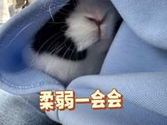 -北京观赏动物医院·24小时大型综合·猫专科·异宠专科